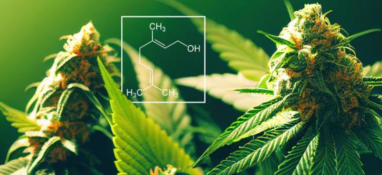Hvad er geraniol i cannabis?