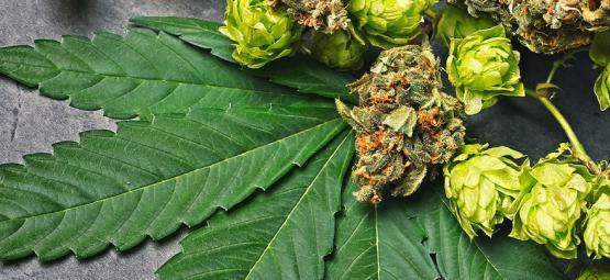 Hvad er humulen i cannabis?