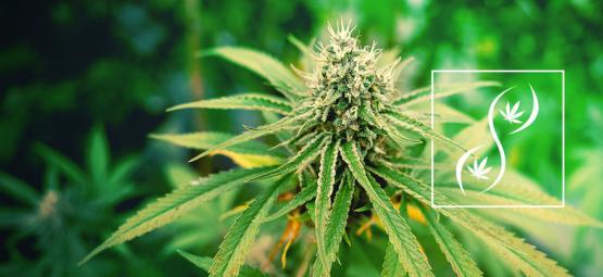 Hvad er F1-, F2- og F3-cannabisfrø?