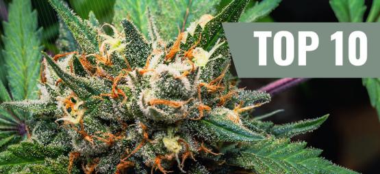 Top 10 cannabissorter, der ikke giver dig småsult