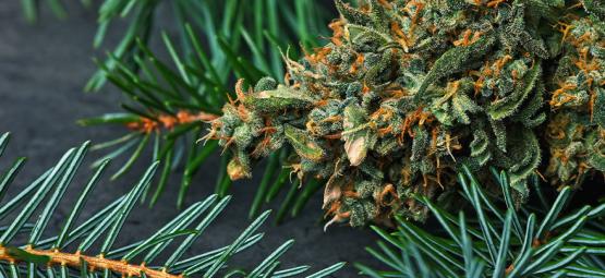 Hvad er pinene i cannabis?