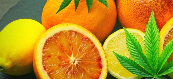 Hvad er limonen i cannabis?