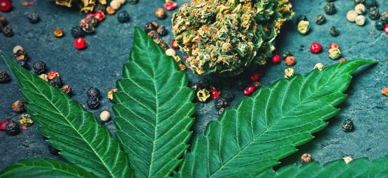 Hvad er caryophyllen i cannabis?