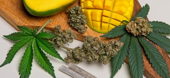 Hvad er myrcen i cannabis?