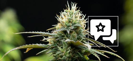 Zamnesia X: Anmeldelse og information om cannabissorten