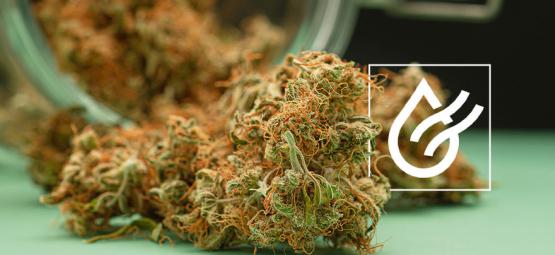 Sådan tørrer du cannabis hurtigt – og 3 alternativer til våde blomster
