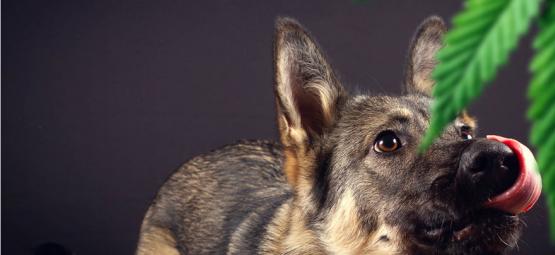 Skal du være bange for sporhunde?