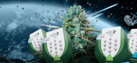 Introduktion af nye F1 hybrid-cannabisfrø fra Royal Queen Seeds