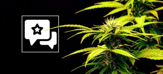 Candy Rain: Anmeldelse og information om cannabissorten