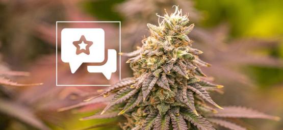 Jealousy: Anmeldelse og information om cannabissorten