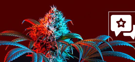 Strawberry Cough: Anmeldelse og information om cannabissorten