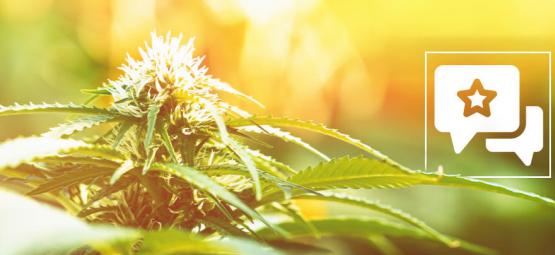 Biscotti: Anmeldelse og information om cannabissorten