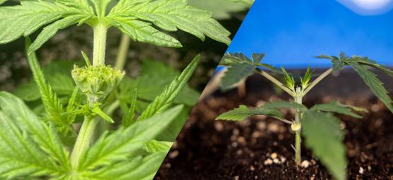 Cannabisbeskæring: Topping vs. fimming