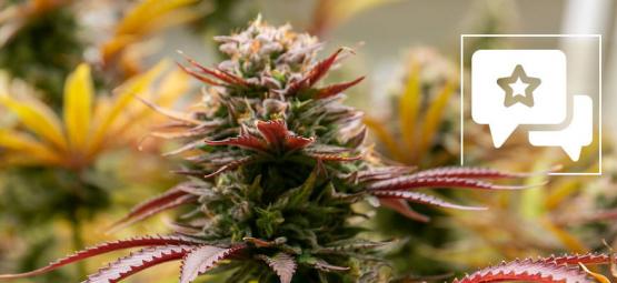 Black Orchid: Anmeldelse og information om cannabissorten
