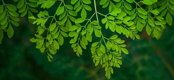 Moringa: Alt, du skal vide