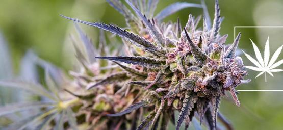 Hvad er en cannabissort?
