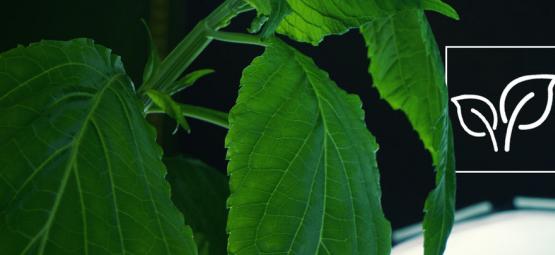 Sådan dyrker du Salvia divinorum