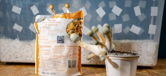 Uncle Ben’s Rice Tek: Dyrkning af magiske svampe på budget