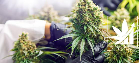 Hvad er crop steering af cannabis?