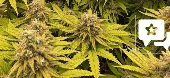 Sortsanmeldelse: Kosher Kush