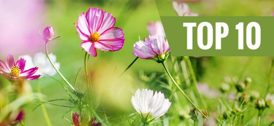 De 10 bedste blomster at plante i foråret