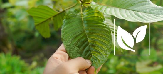 Alt, du skal vide om kratom