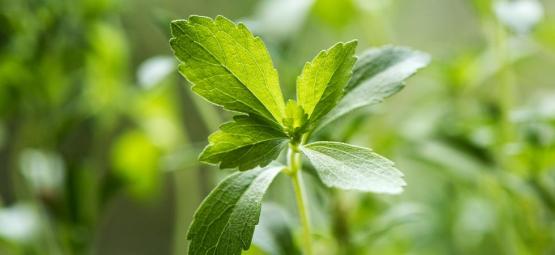 Alt, du skal vide om stevia
