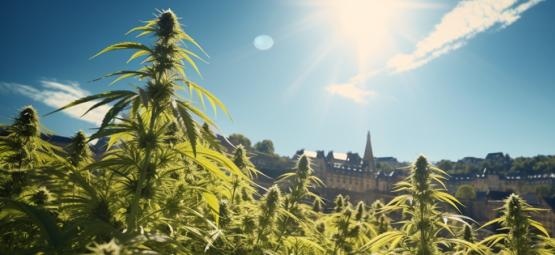 Endnu en sejr for cannabis: Luxembourg vil legalisere cannabis