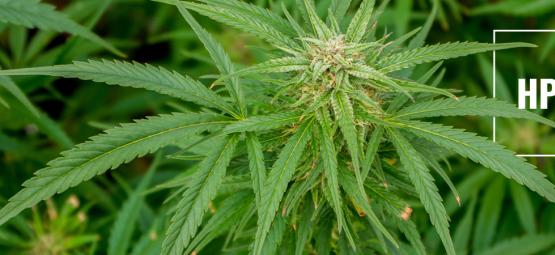 Forstå HpLV i cannabis: Risici og forholdsregler