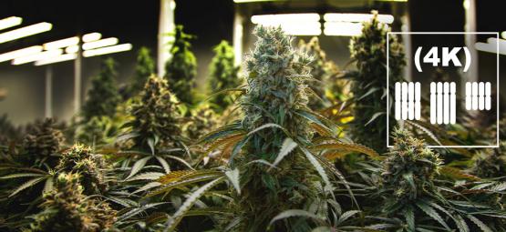 Hvad er tetraploider og triploider i cannabis?