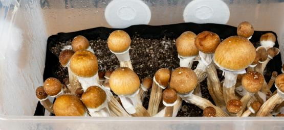 Sådan dyrker du magiske svampe i en monotub