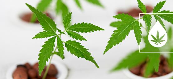 Sådan bygger du dit eget hydroponiske Nutrient Film Technique (NFT)-system