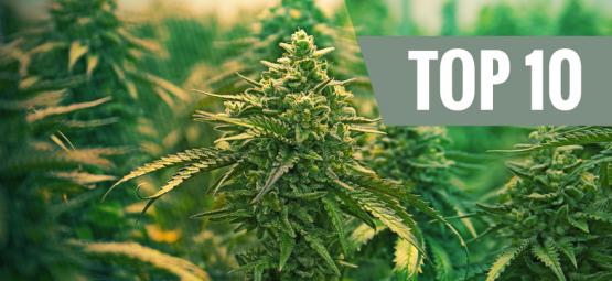 Top 10 feminiserede cannabissorter