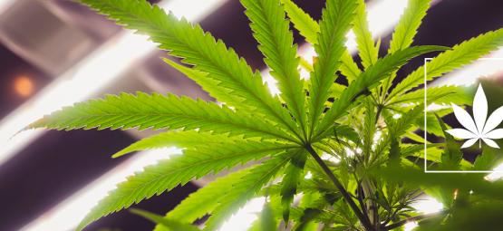 Er LEC-lys gode til at dyrke cannabis?
