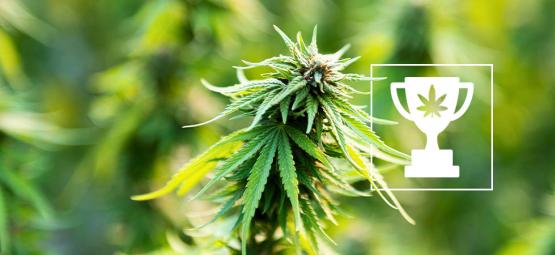 9 cannabis-verdensrekorder