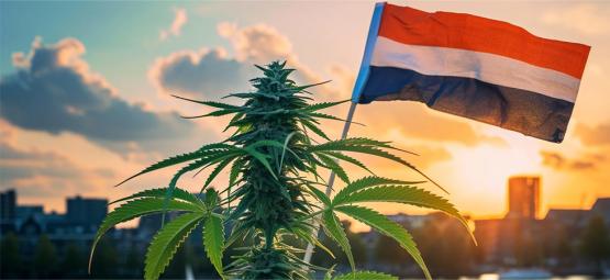 Ny æra for hollandsk cannabis, når lovligt salg begynder