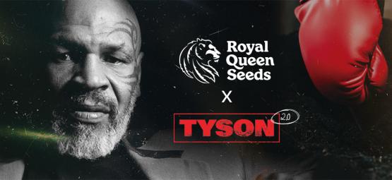 Royal Queen Seeds x Mike Tyson: Den største matchup nogensinde?