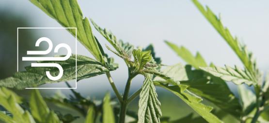 Sådan identificerer og behandler du vindskader på cannabis