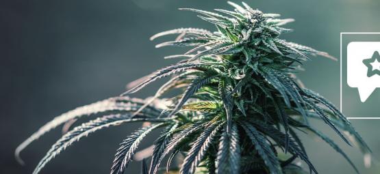 Northern Lights: Anmeldelse og information om cannabissorten