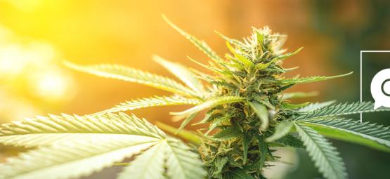 Zamnesia besvarer internettets mest søgte spørgsmål om cannabis