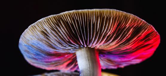 Alt om Psilocybe cubensis