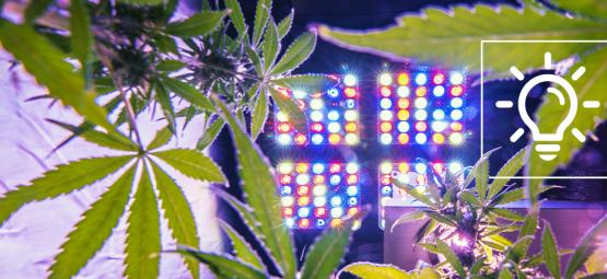 Spændende teknologi til dyrkning af cannabis i 2026