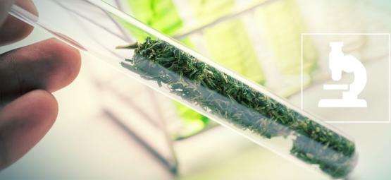 Hvad er flavonoider, terpener og terpenoider?