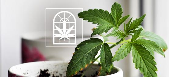 Dyrk cannabis i din vindueskarm