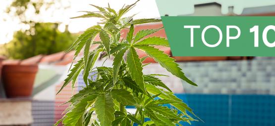 10 af de mest usædvanlige steder at dyrke cannabis