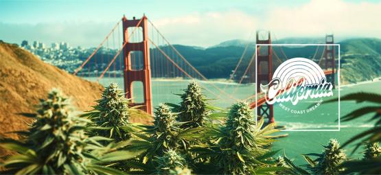 De bedste cannabissorter at dyrke i Californien