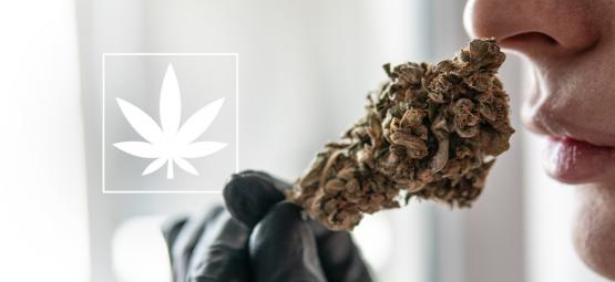 Det, du skal vide om THCa