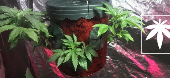 Dyrkning af cannabis på hovedet