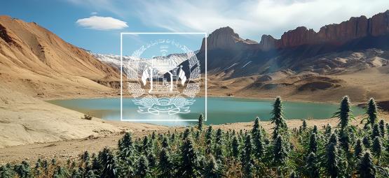 Fortid, nutid og fremtid for afghansk landrace-cannabis