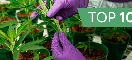 10 innovative cannabisselskaber, du skal tjekke ud i 2026